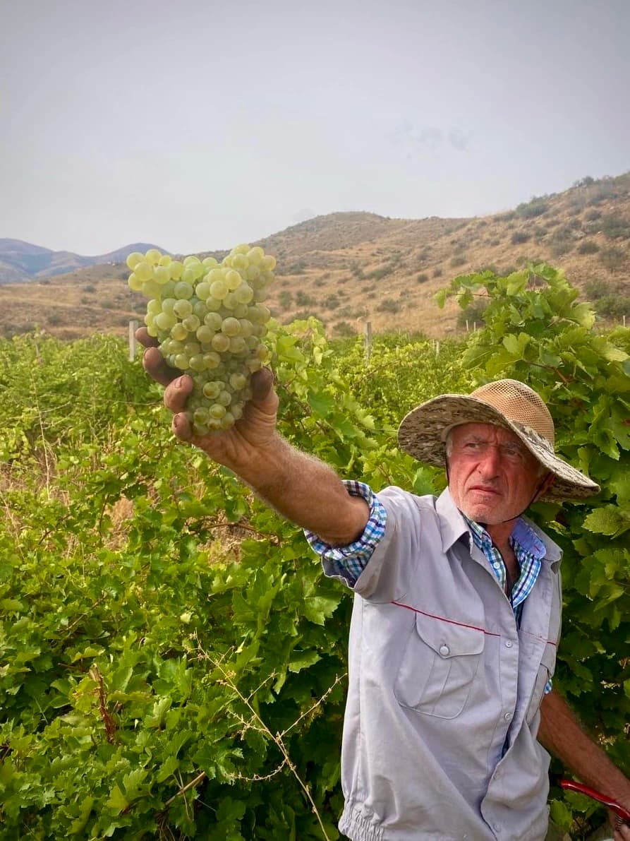 Վայքի գինու գործարանի աշխատակիցը՝ Ոսկեհատի ողկույզը ձեռքին, Վայոց ձորի այգում