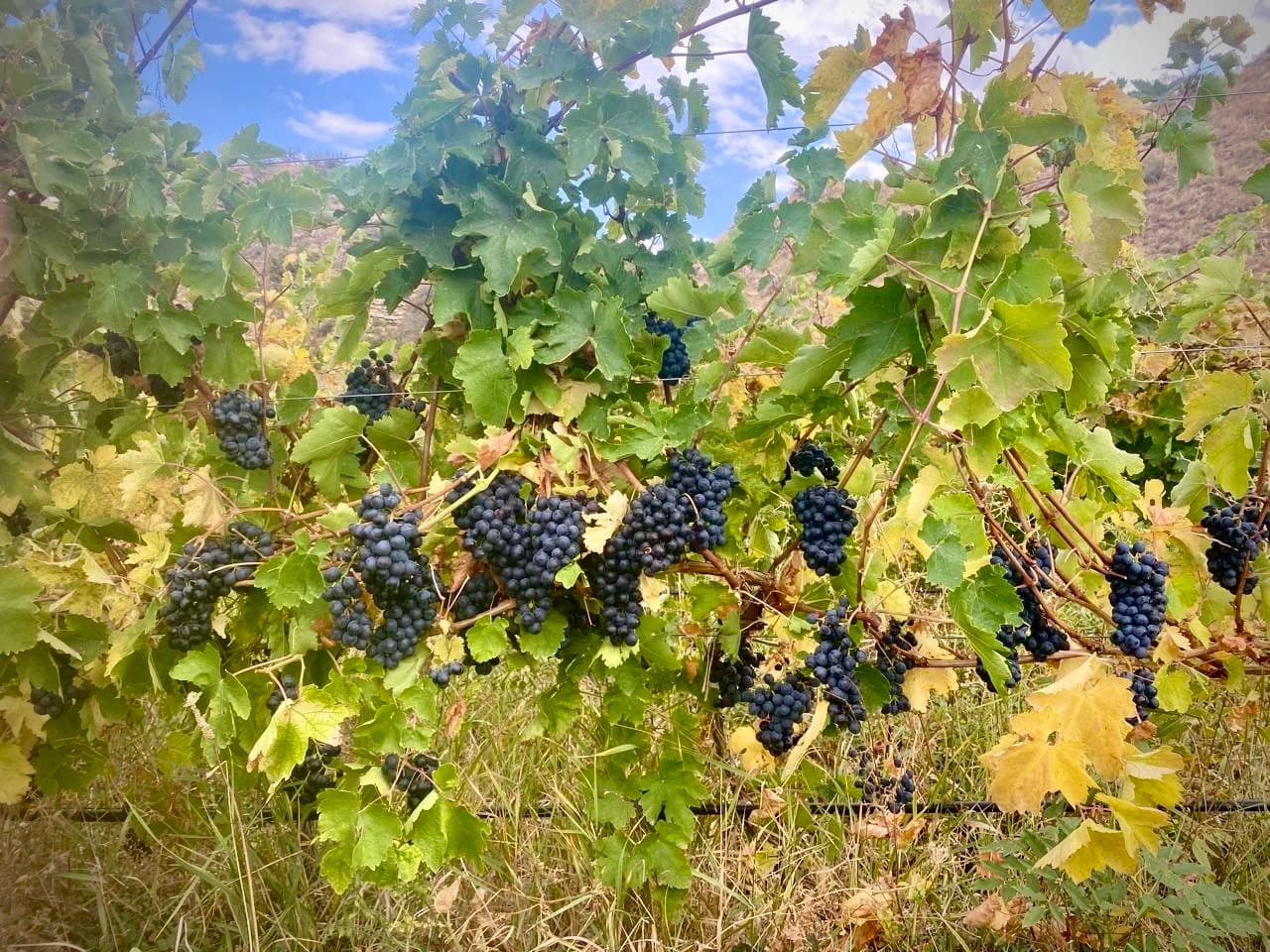 Dark Areni grape clusters hanging among green and yellow vine leaves at Vayk Winery