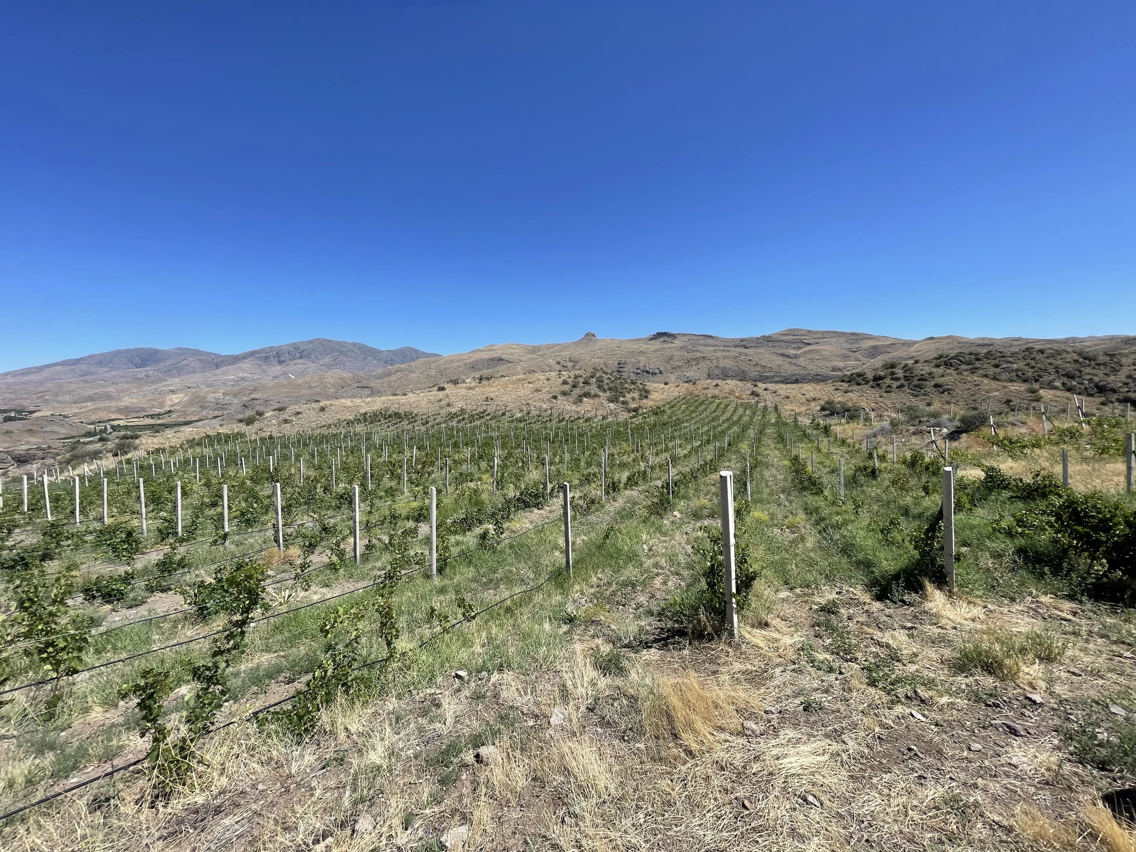 Vayk Winery’s vineyards seen from above