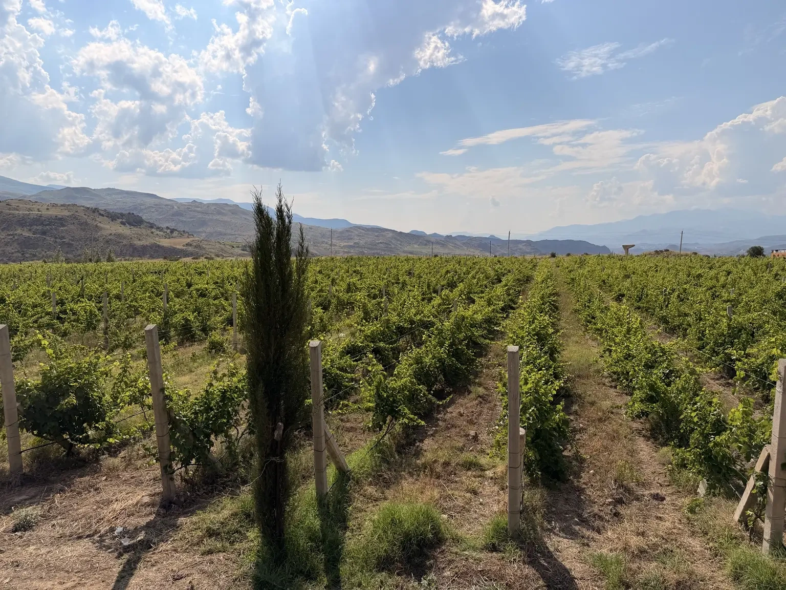 Rows of vines and a slender cypress in the collection vineyard at Vayk Winery, with mountains beyond.